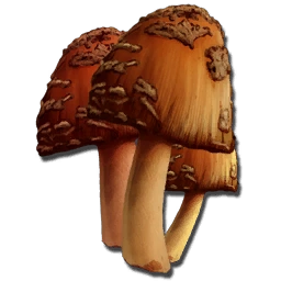 Rare Mushroom