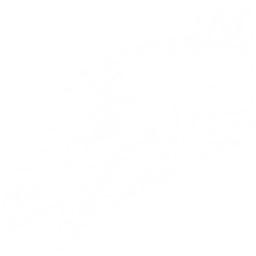 Stegosaurus Pack