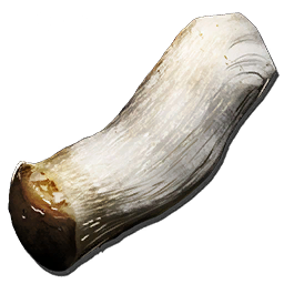 Fungal Wood