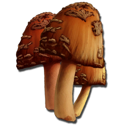 Rare Mushroom