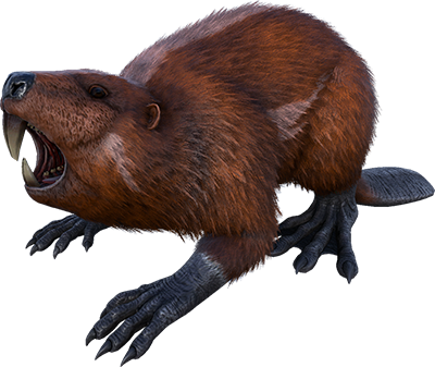 Beaver