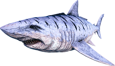 Megalodon