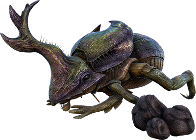 Dung Beetle