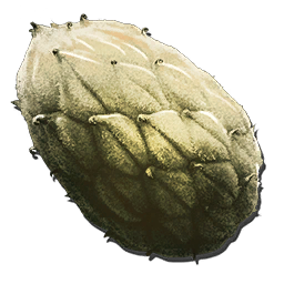 Plant Species Z Seed