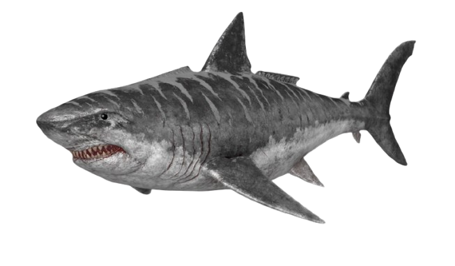 Megalodon