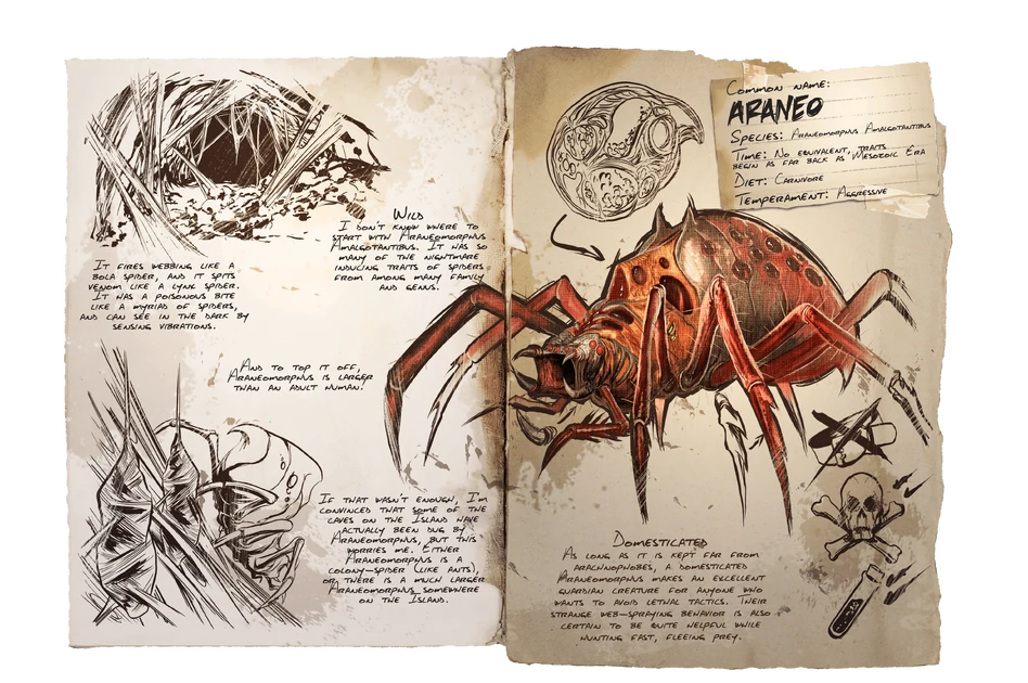 Araneo