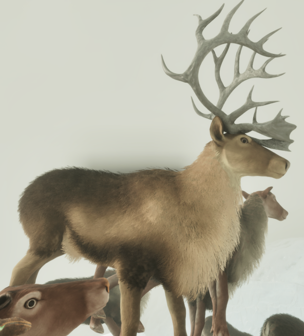 Caribou