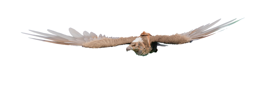 Argentavis