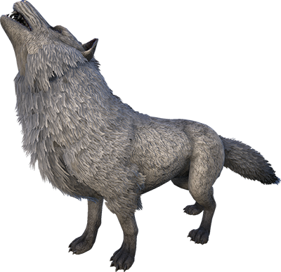 Lobo