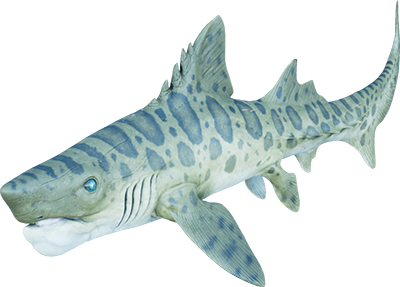 Helicoprion