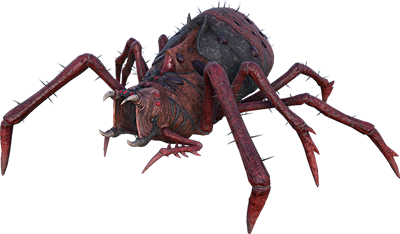 Araneo